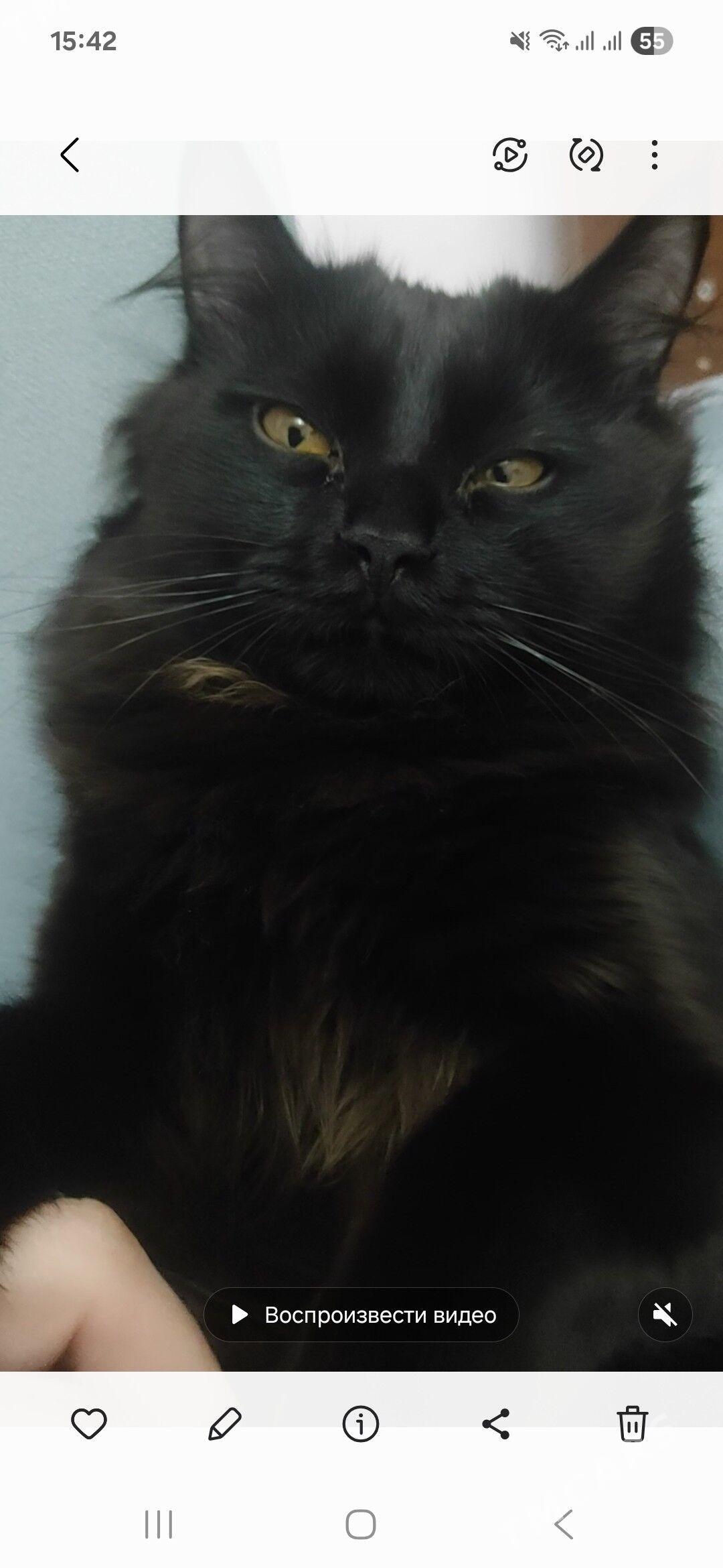 PISIK GARA - Дашогуз - img 3