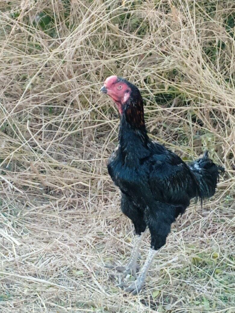 Horaz tovuk induk - Türkmenabat - img 2