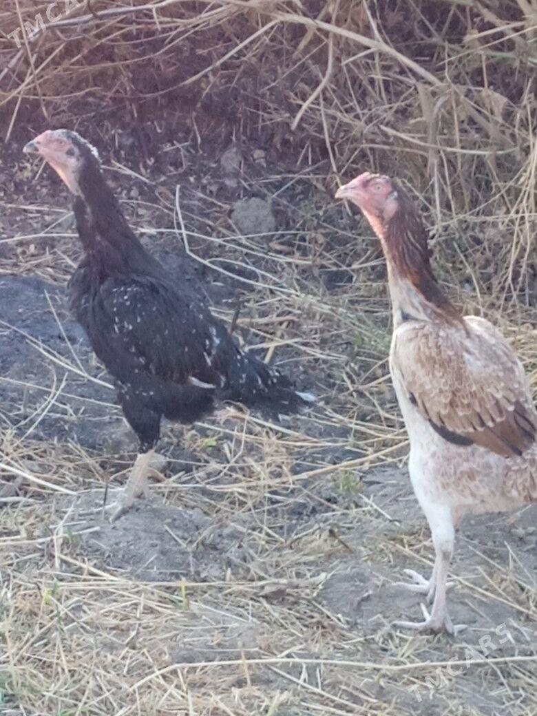 Horaz tovuk induk - Türkmenabat - img 4