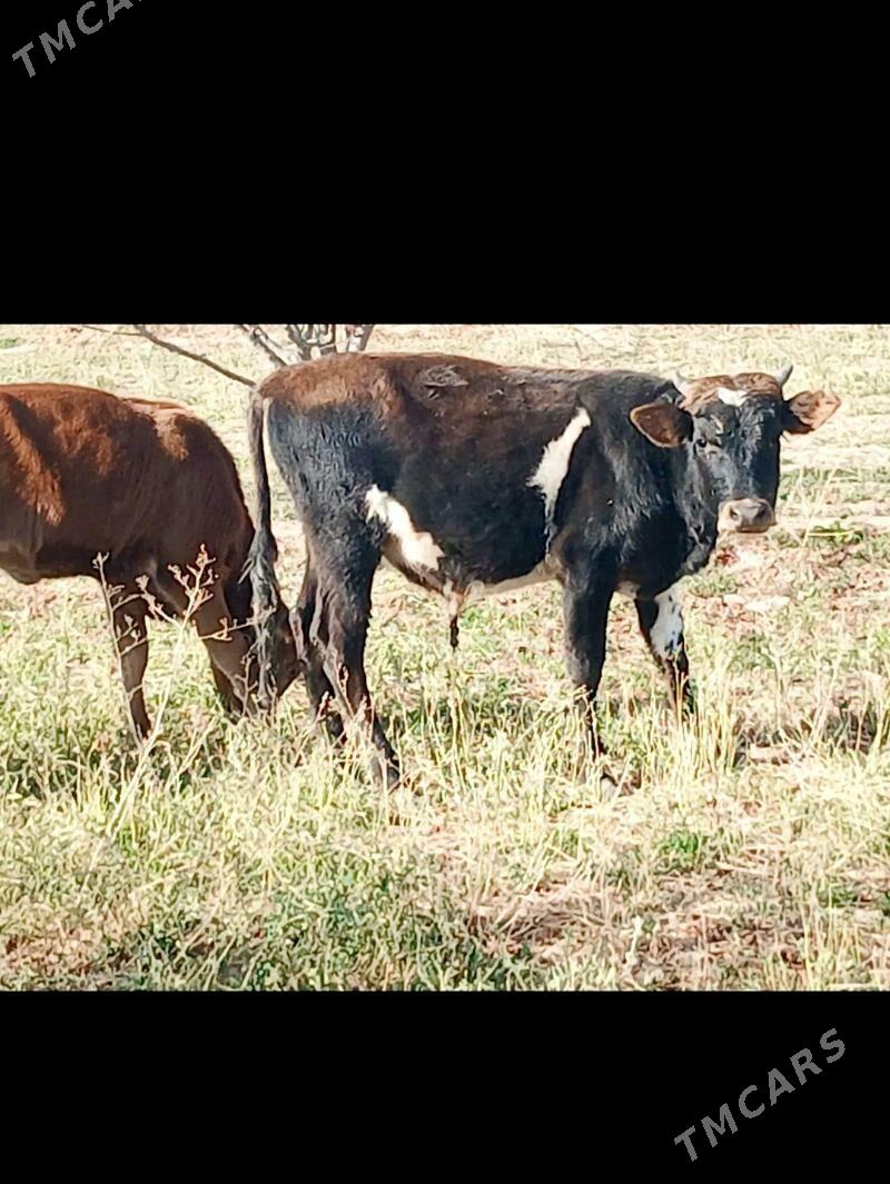 Okuzce 2sany - Mary - img 3