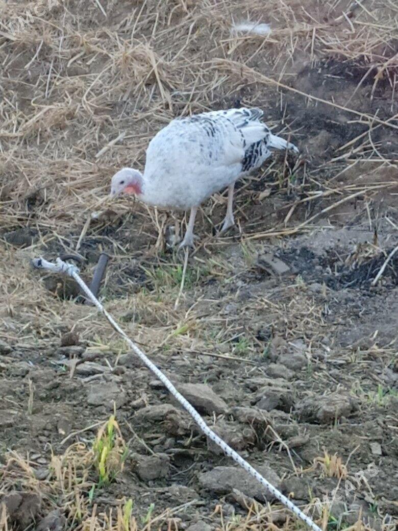 Horaz tovuk induk - Türkmenabat - img 5