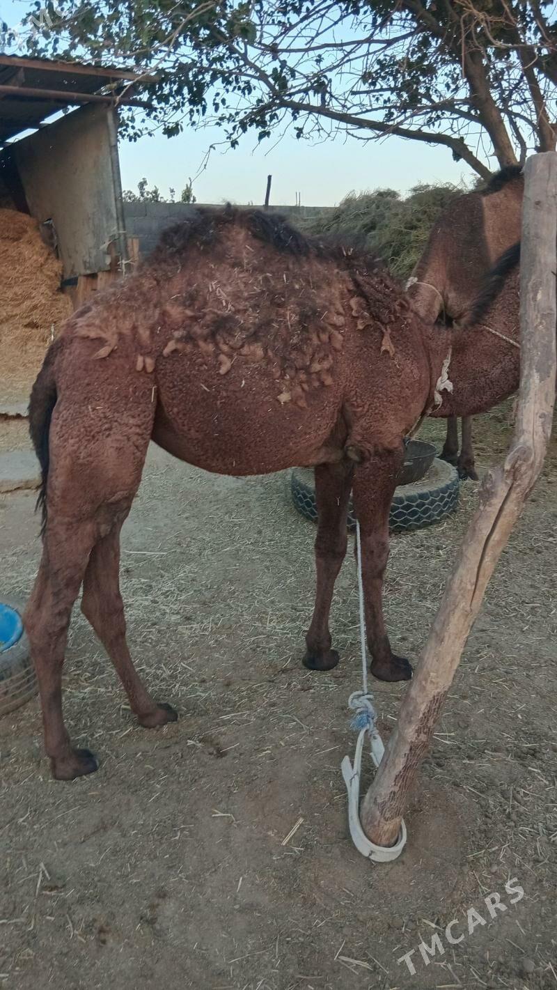 Torumly düye - Бахарден - img 4