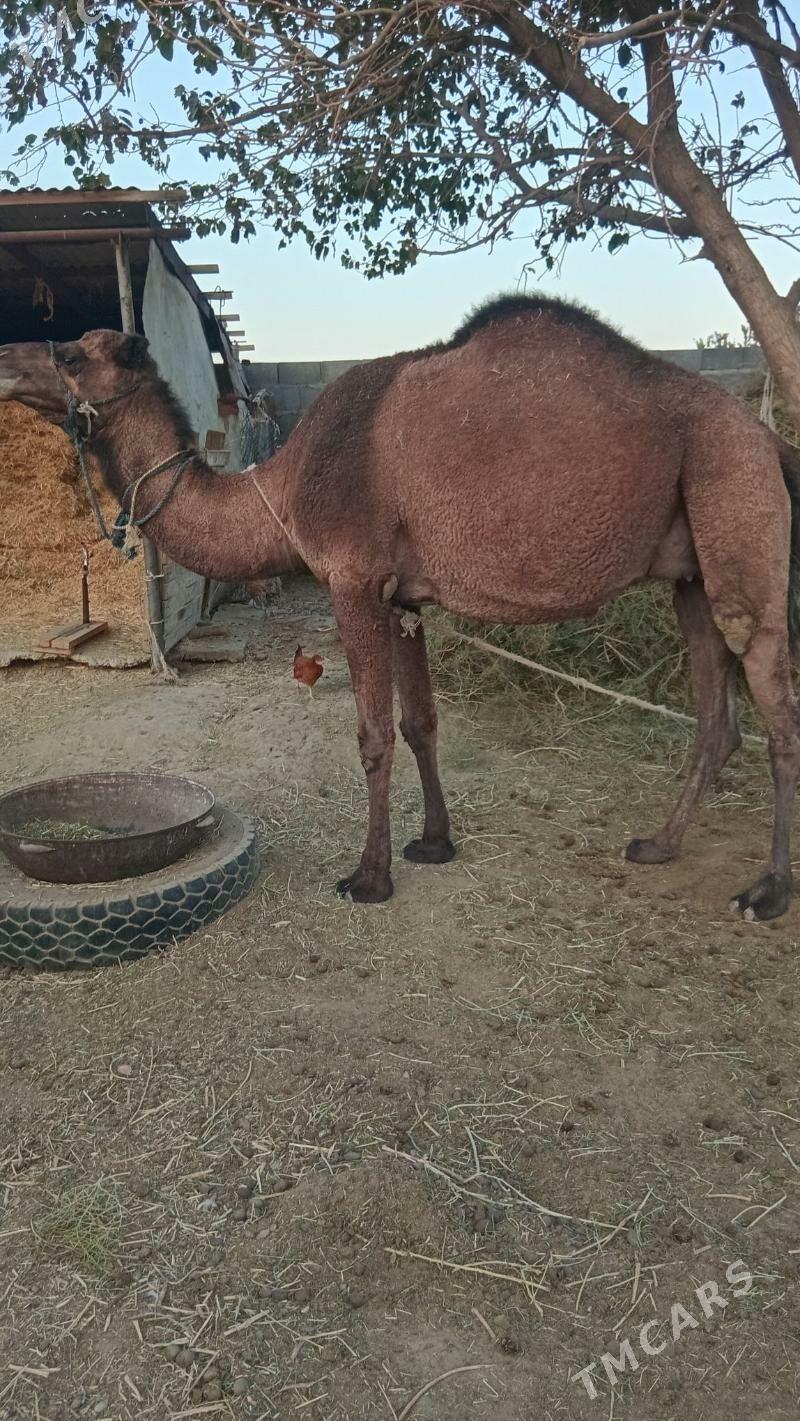 Torumly düye - Бахарден - img 3