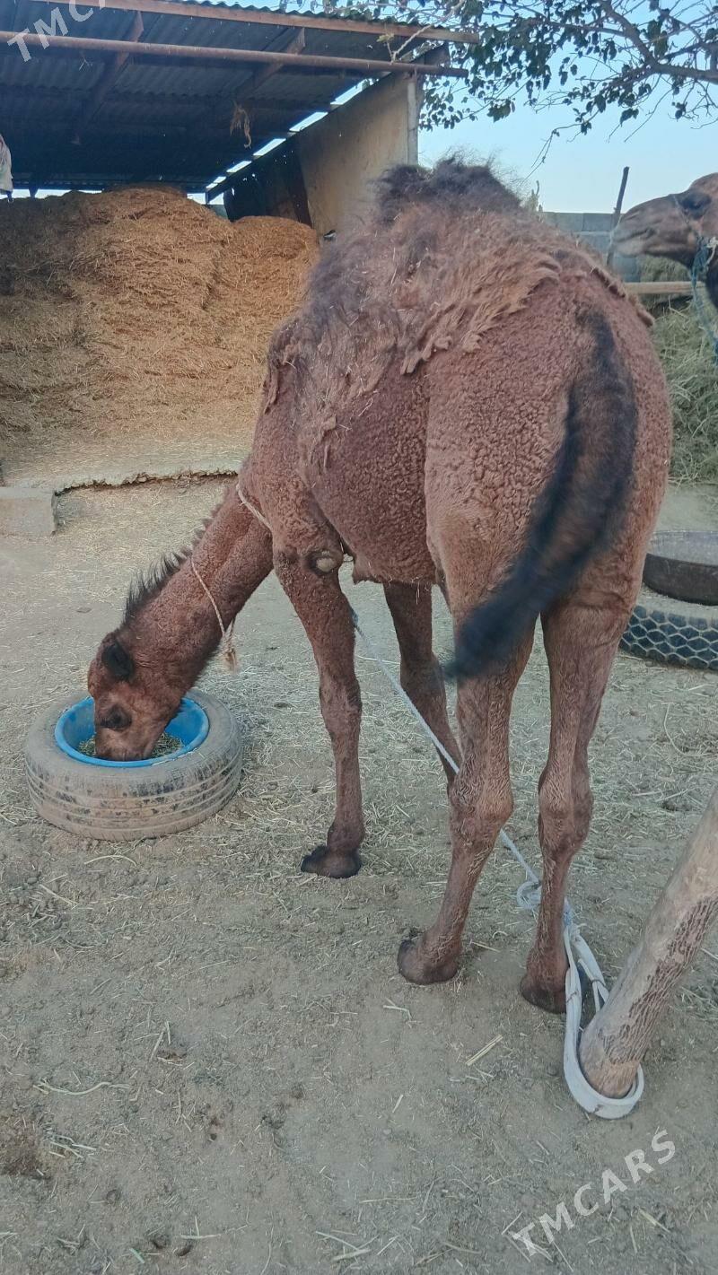 Torumly düye - Бахарден - img 2