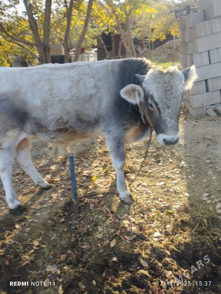 Ökűz - Bäherden - img 3