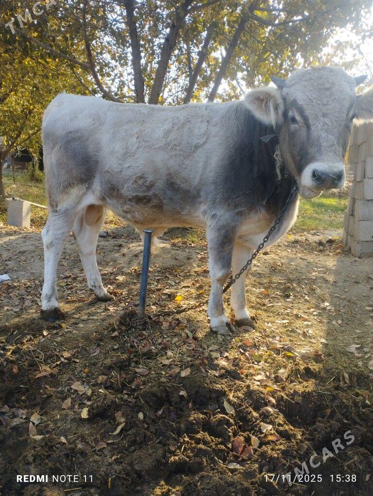 Ökűz - Bäherden - img 5