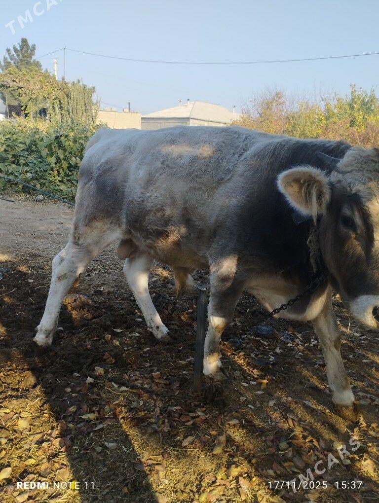 Ökűz - Bäherden - img 2