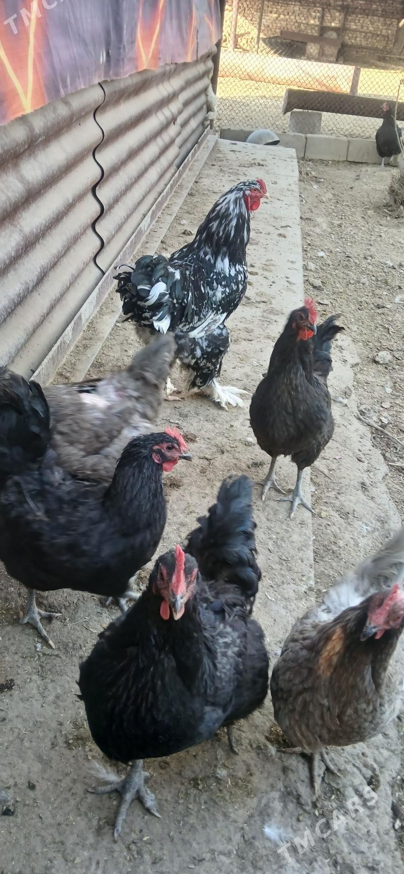 Jerski Gigant - Ýaşlyk - img 1