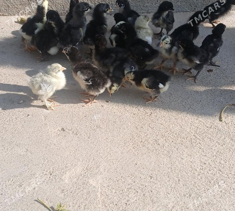 Jerski Gigant - Ýaşlyk - img 6