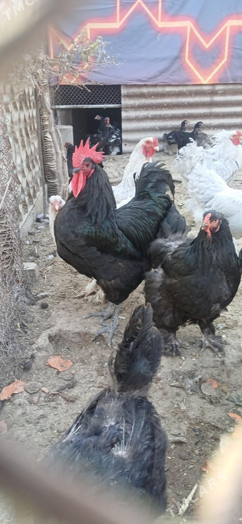 Jerski Gigant - Ýaşlyk - img 2