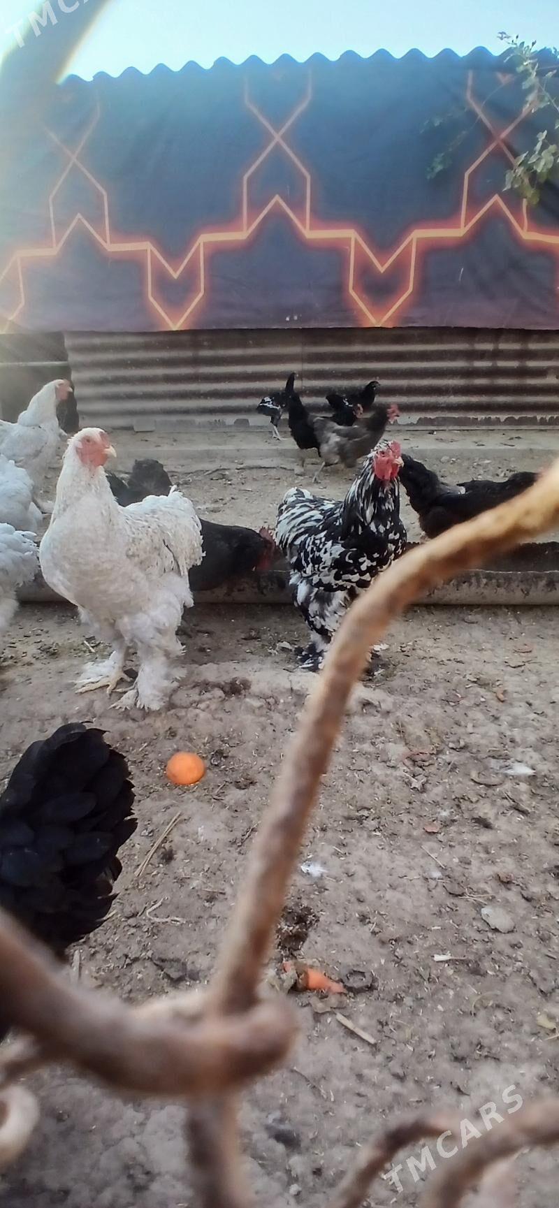 Jerski Gigant - Ýaşlyk - img 3