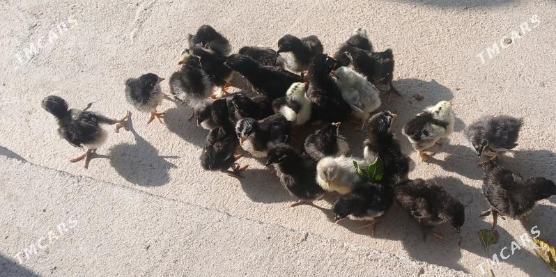 Jerski Gigant - Ýaşlyk - img 4