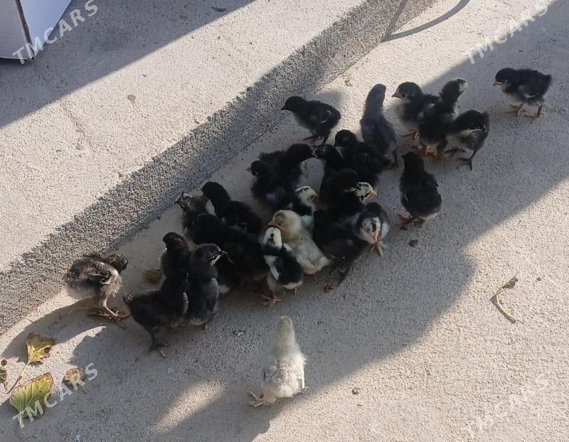 Jerski Gigant - Ýaşlyk - img 5