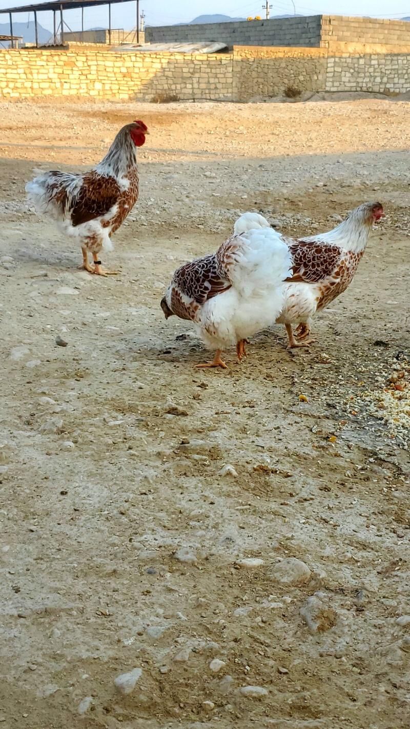 Wiandott ýumurtgasy - Balkanabat - img 7