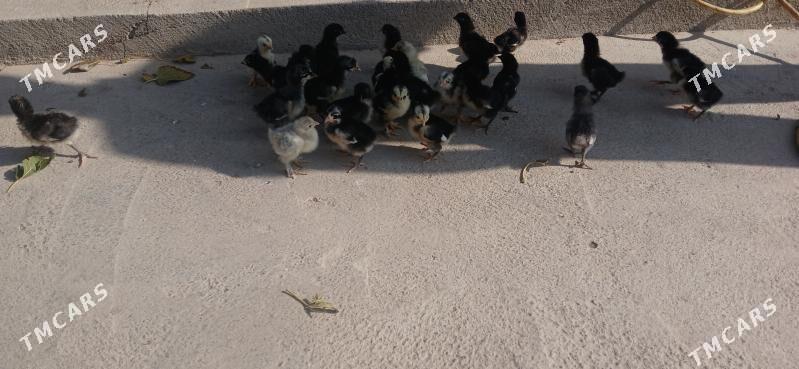 Jerski Gigant - Ýaşlyk - img 7