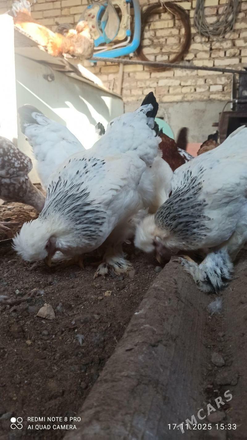 Brama troýka towuk - Mary - img 1