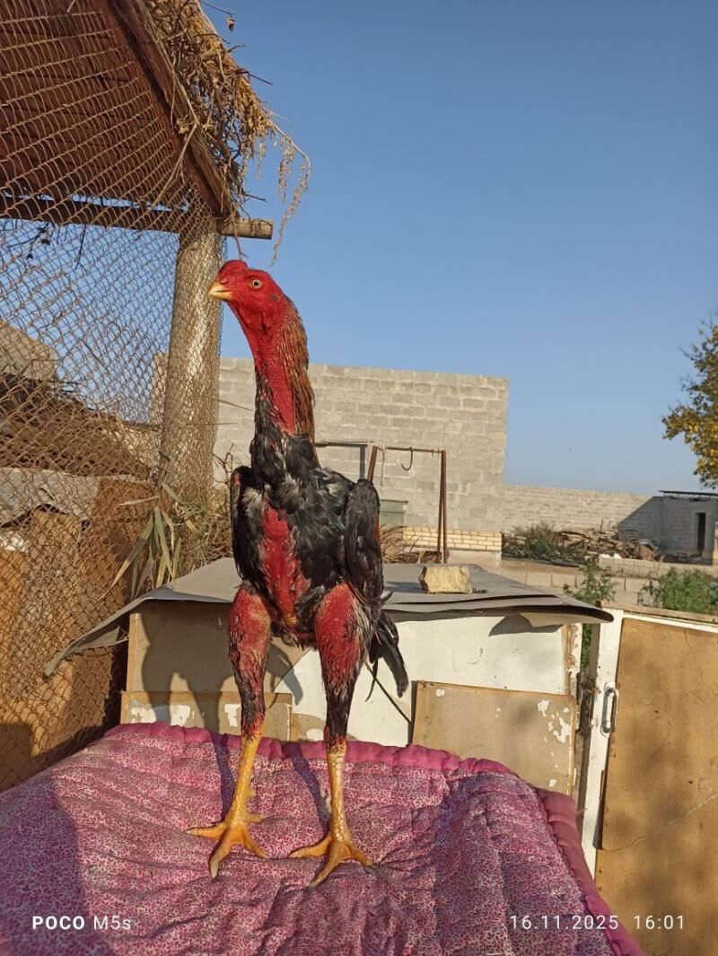 bayes horaz - Векильбазар - img 4