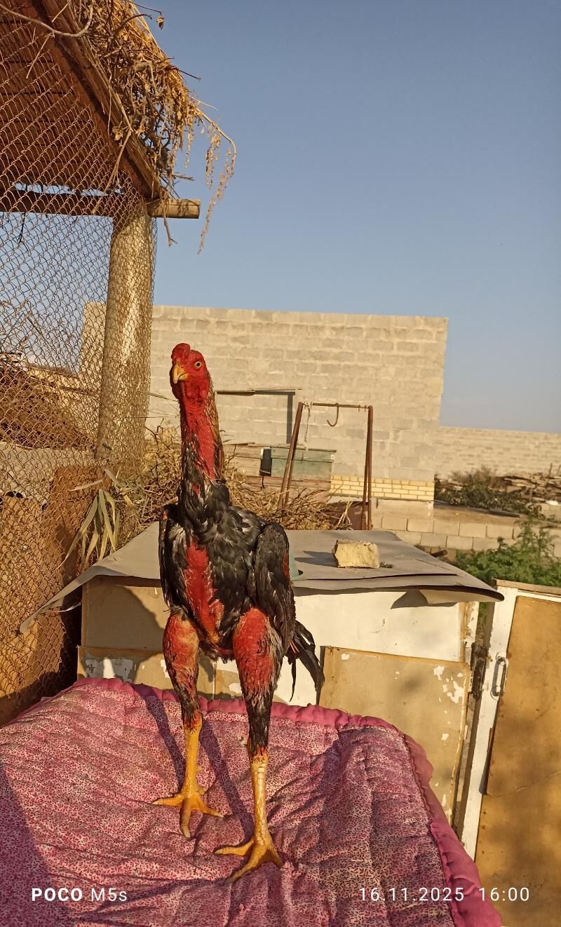 bayes horaz - Векильбазар - img 5