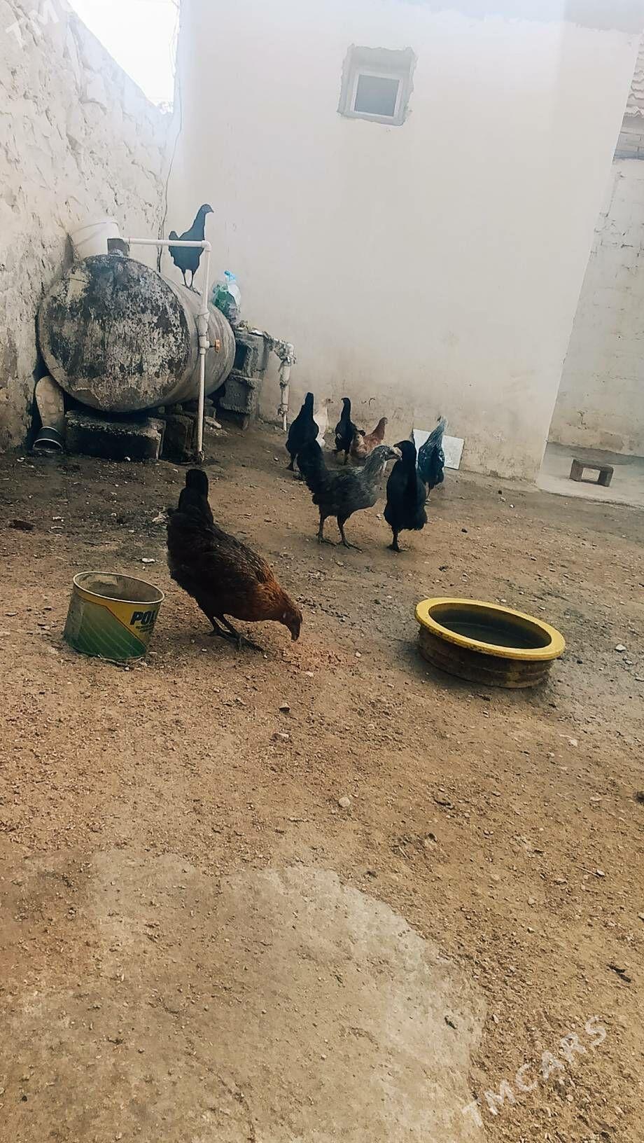 towuk - Балканабат - img 1