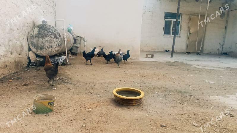 towuk - Балканабат - img 5