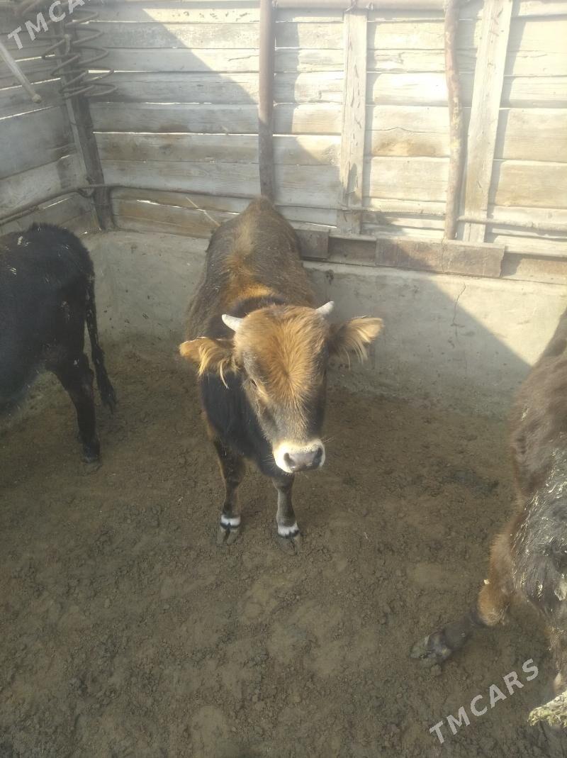 okuz - Esenguly - img 3