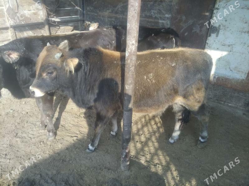 okuz - Esenguly - img 4