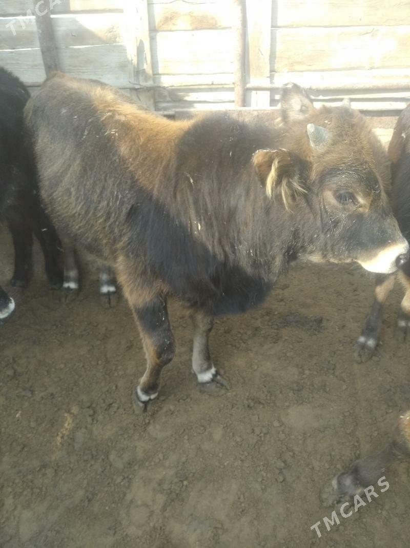 okuz - Esenguly - img 2