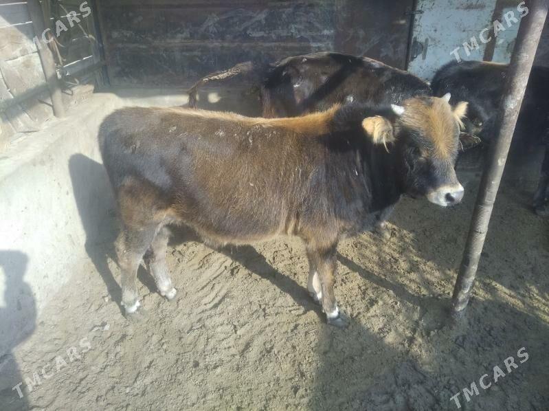 okuz - Esenguly - img 6