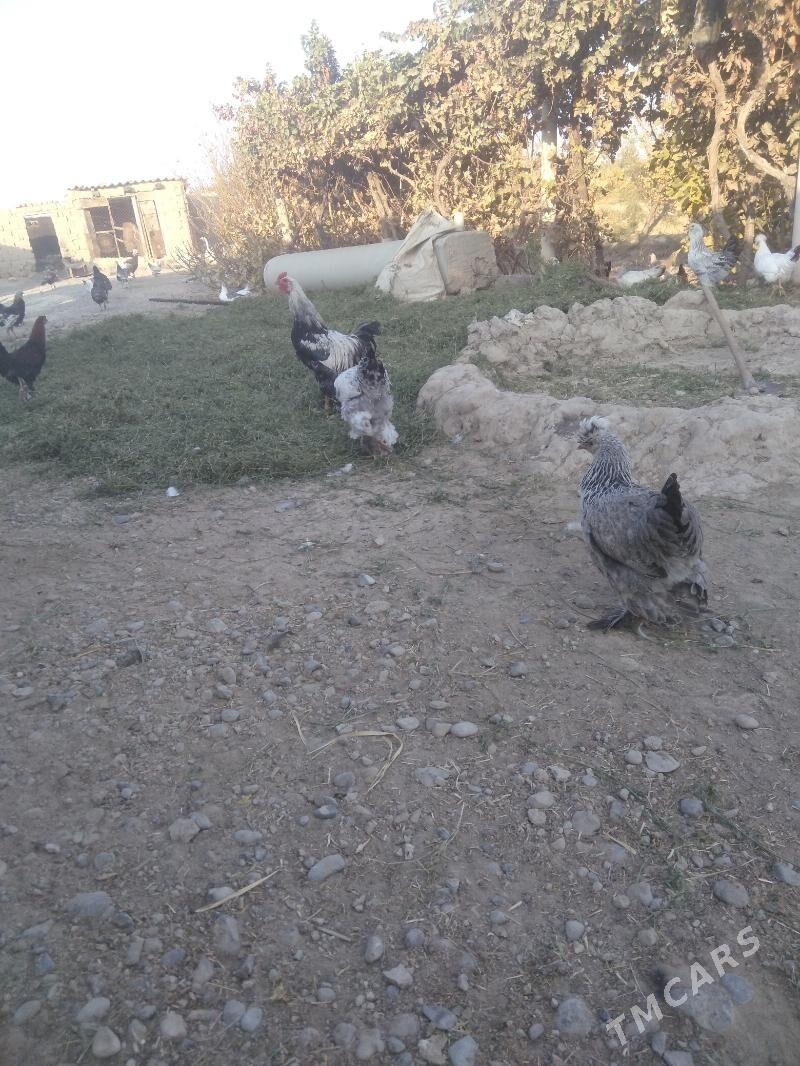 balgar towuk - Kaka - img 6