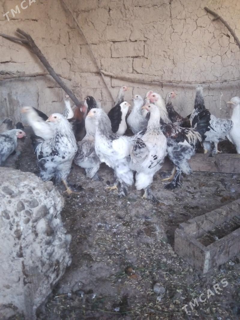 balgar towuk - Kaka - img 8