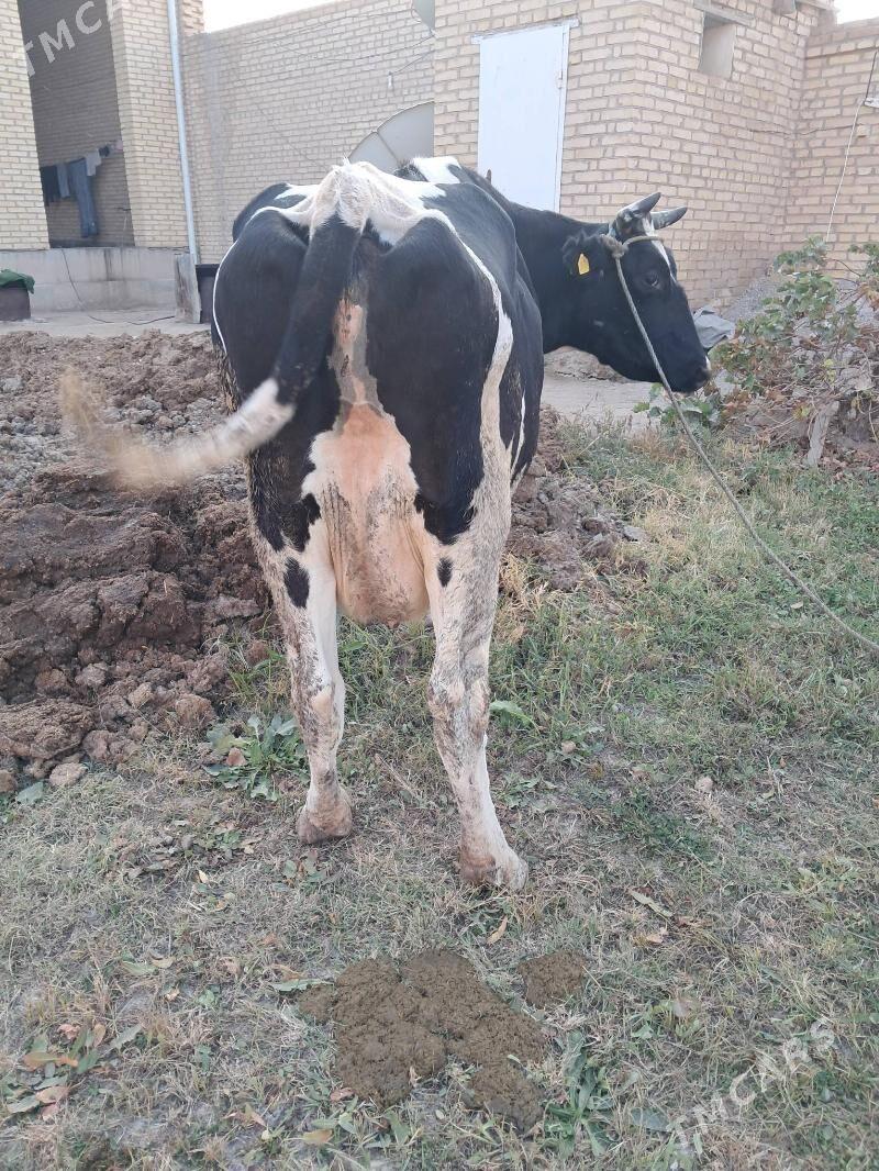 чёрный пйостр - Туркменабат - img 3