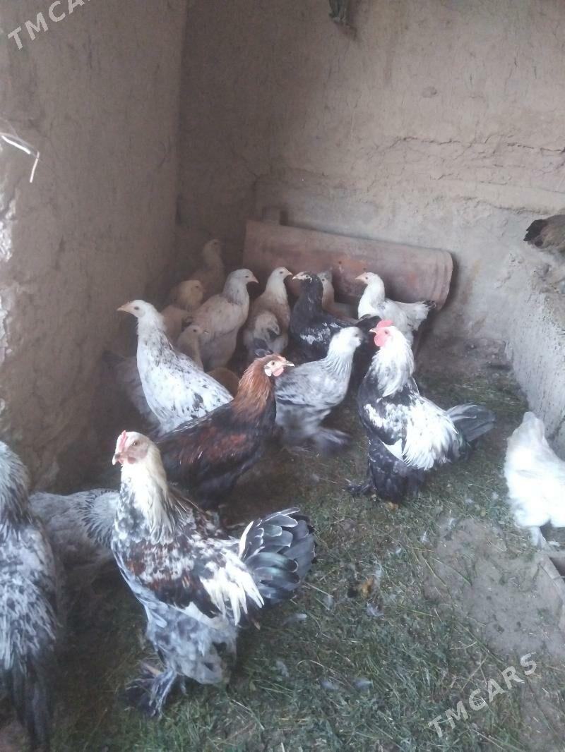 balgar towuk - Kaka - img 5