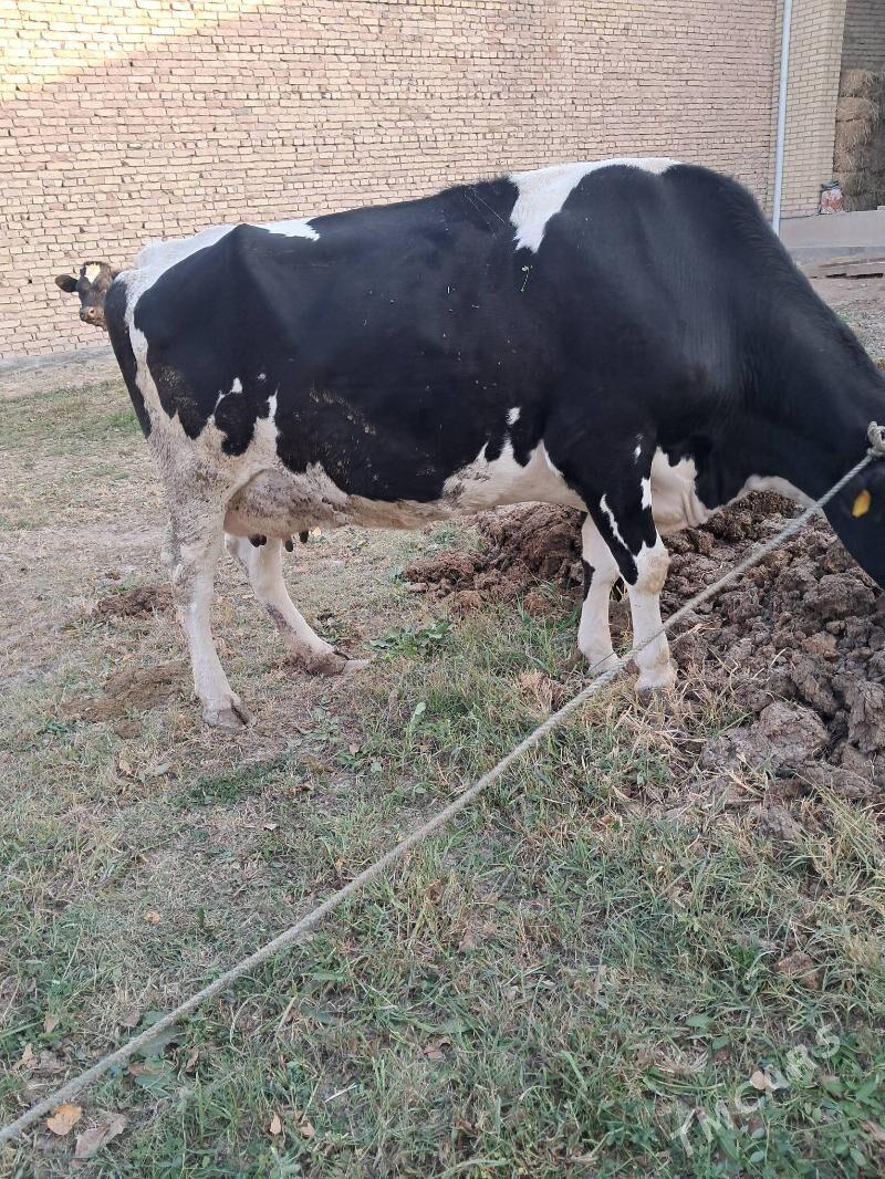 чёрный пйостр - Туркменабат - img 4