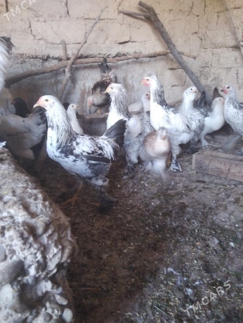 balgar towuk - Kaka - img 4