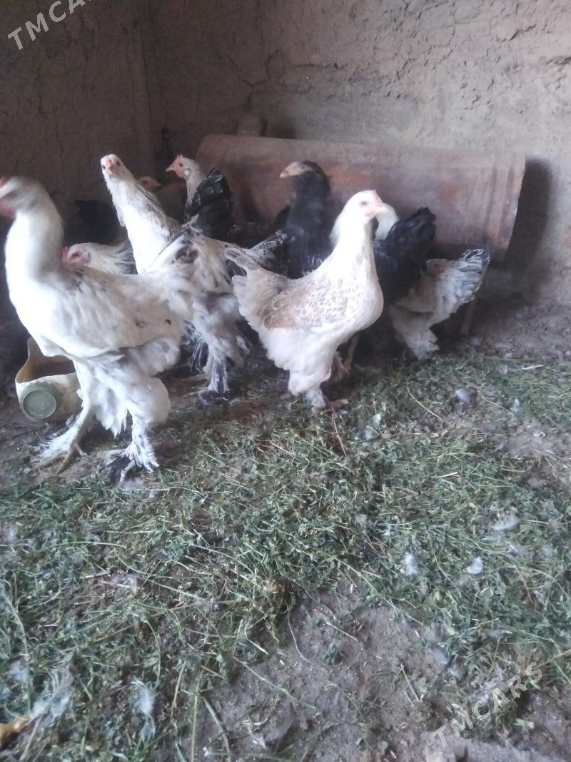 balgar towuk - Kaka - img 3