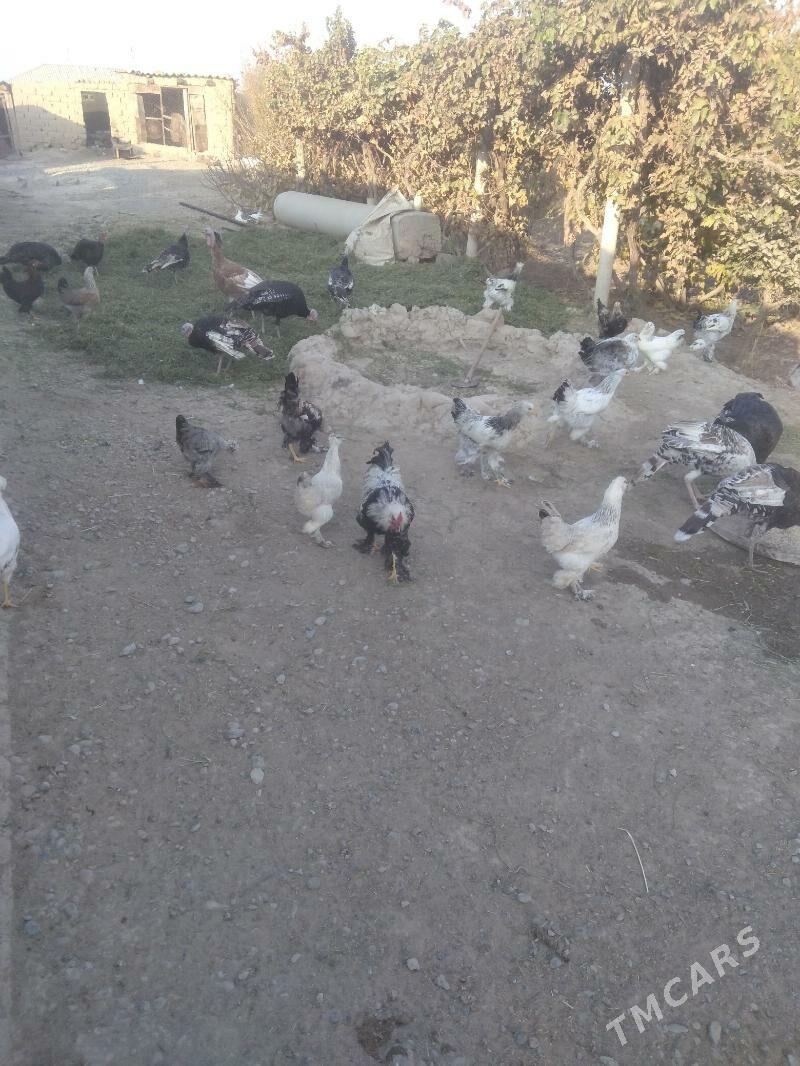 balgar towuk - Kaka - img 2