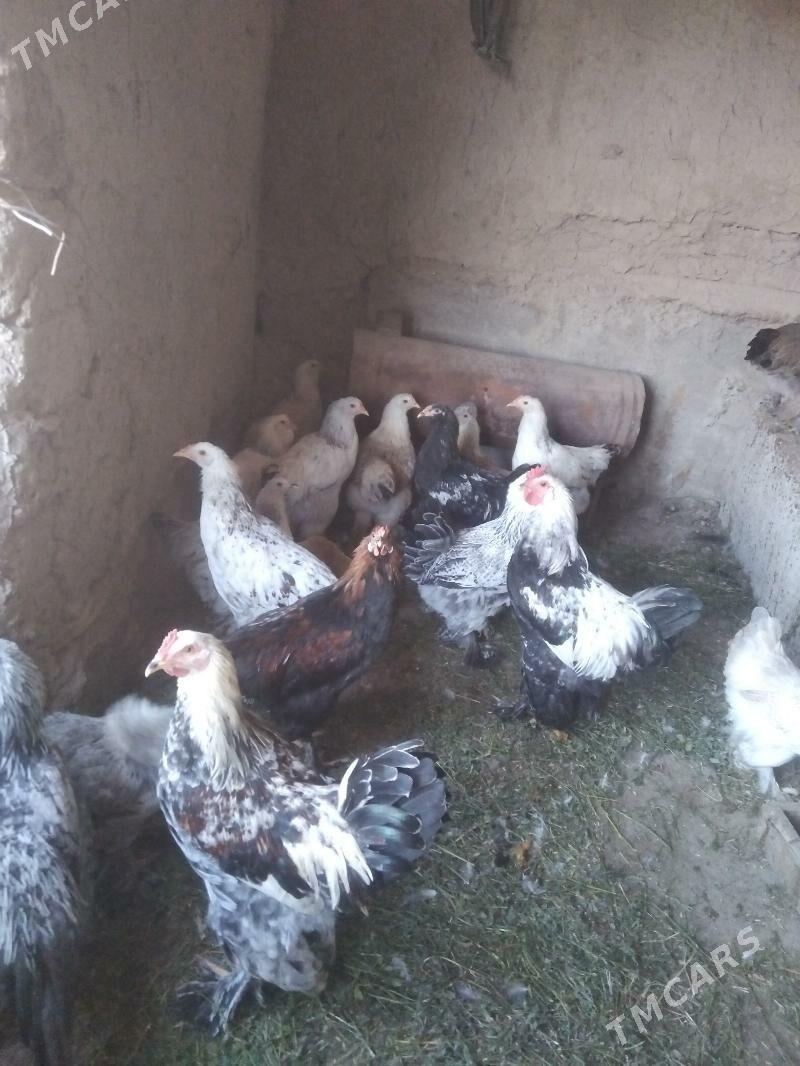 balgar towuk - Kaka - img 7