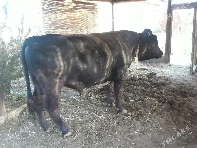 okuz angus paroda - Baýramaly - img 3