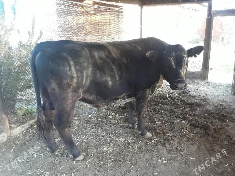 okuz angus paroda - Baýramaly - img 4