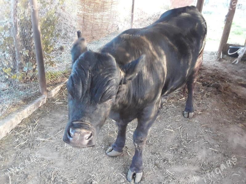 okuz angus paroda - Baýramaly - img 1