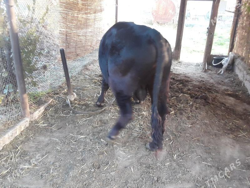 okuz angus paroda - Baýramaly - img 5