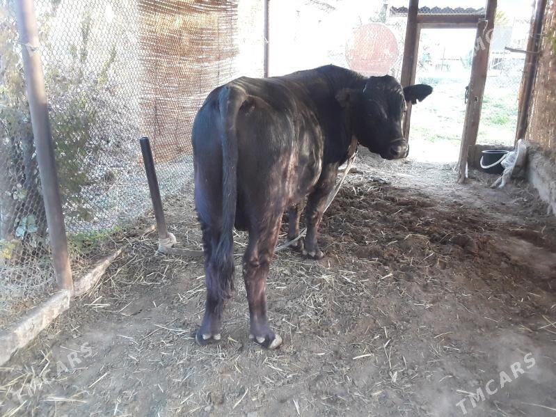 okuz angus paroda - Baýramaly - img 2