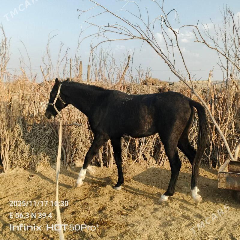 Ahal teke aty - Гызыларбат - img 2