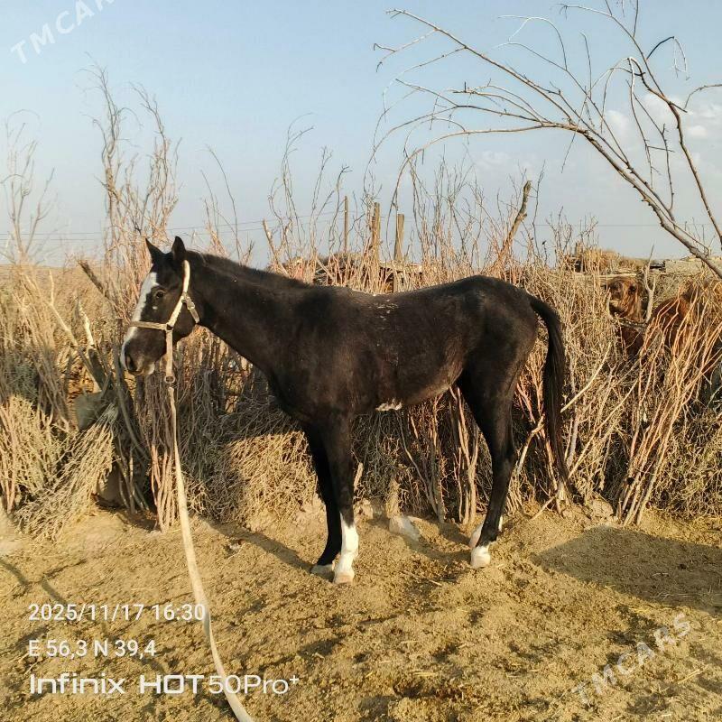 Ahal teke aty - Гызыларбат - img 1