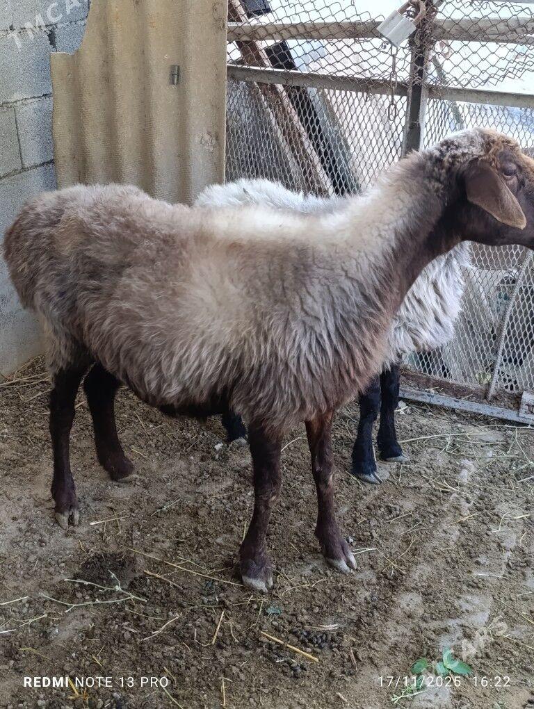 goyun - Gökdepe - img 3