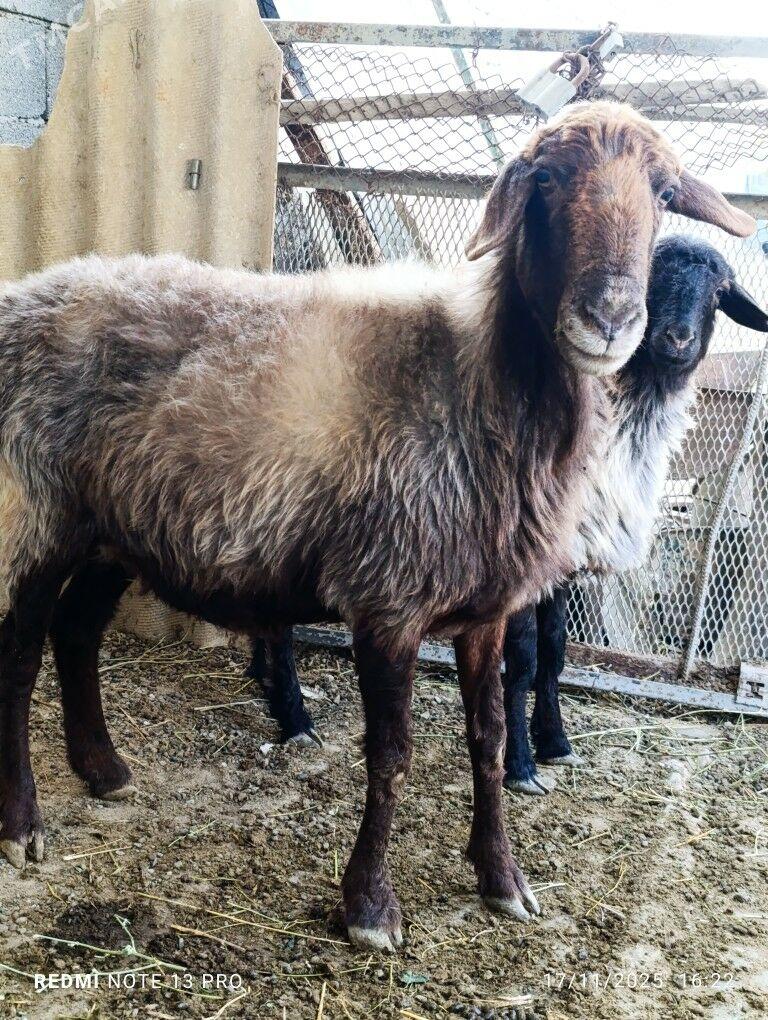 goyun - Gökdepe - img 2