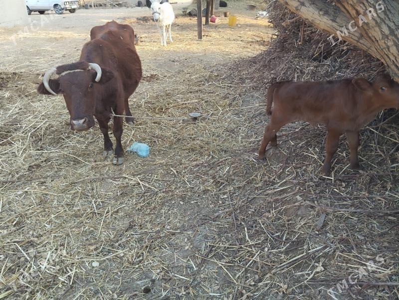 saglyk  sygyr  akyly  sygyr - Gurbansoltan Eje - img 2