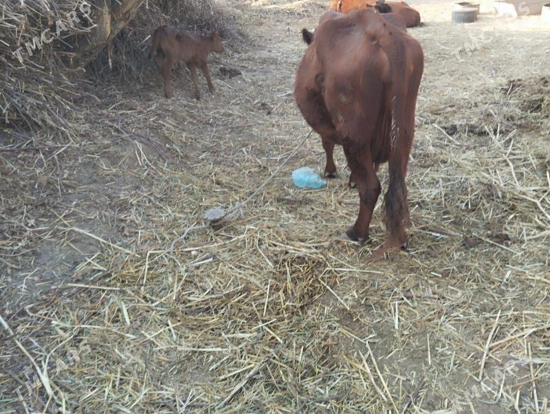 saglyk sygyr akyly sygyr - Gurbansoltan Eje - img 1