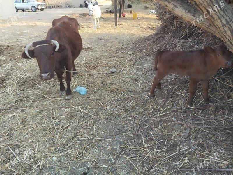 saglyk  sygyr  akyly  sygyr - Gurbansoltan Eje - img 3