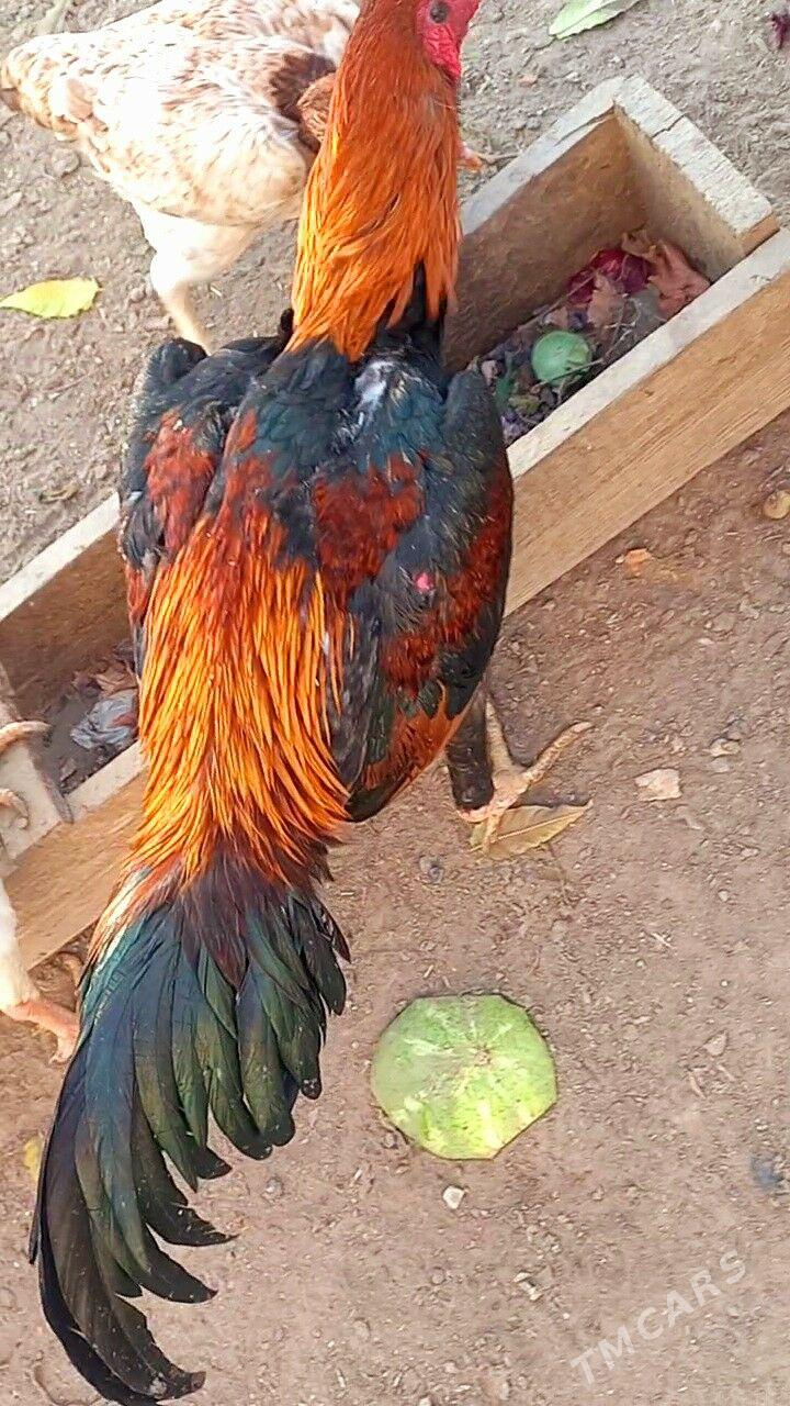 САМАРКАНТ ЖУЖЕ - Туркменабат - img 5